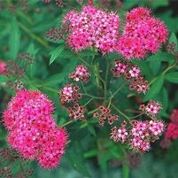 ANTHONY WATERER RED SPIRAEA