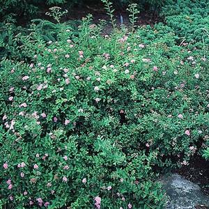 DAPHNE SPIRAEA