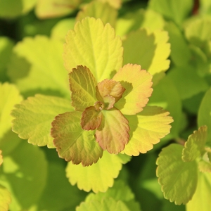 GLOW GIRL® BIRCHLEAF SPIRAEA