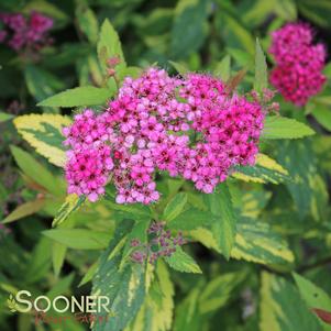 Spiraea japonica 'MINSPI'