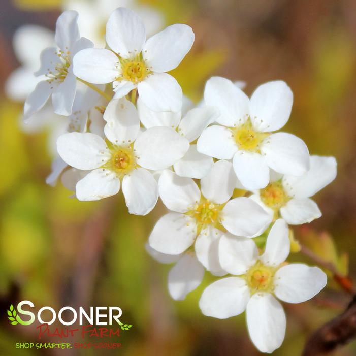 GOLD THREAD™ SPIRAEA