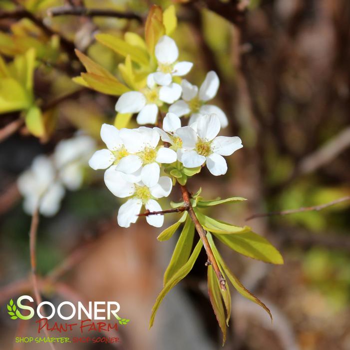 GOLD THREAD™ SPIRAEA