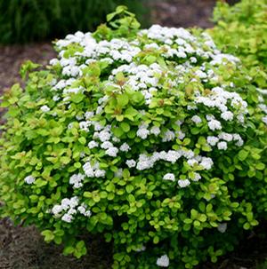 GOLDEN FROST™ SPIRAEA