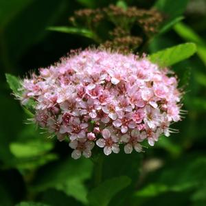 PINK SPARKLER™ BIRCHLEAF SPIRAEA