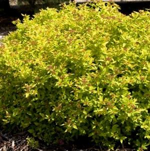 SUNDROP™ SPIRAEA