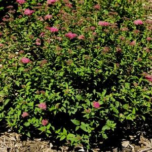 SUPERSTAR™ SPIRAEA