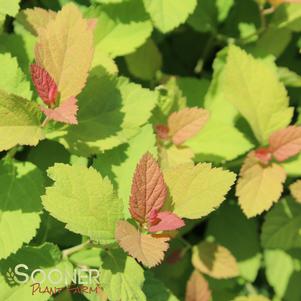 Spiraea x 'Tracy'