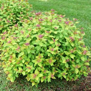 Spiraea japonica 'SMNSJSA'