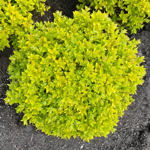 Spiraea japonica 'Golden Select'