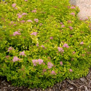 Spiraea x 'Bailcarol'