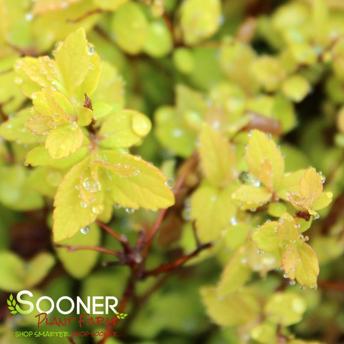 GOLDMOUND SPIRAEA