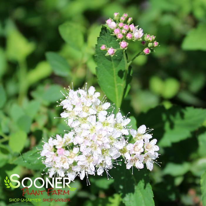 LITTLE PRINCESS SPIRAEA