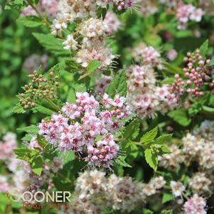 Spiraea japonica 'Little Princess'