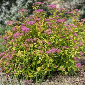 LITTLE SPARK® SPIRAEA