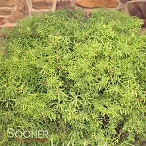 Spiraea thunbergii 'Ogon'