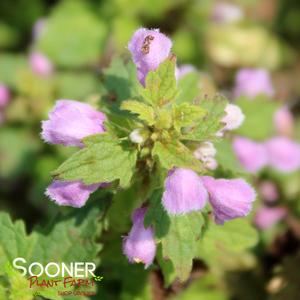 ANNE GREENAWAY SPOTTED DEADNETTLE