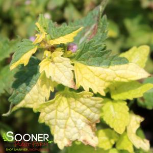 ANNE GREENAWAY SPOTTED DEADNETTLE