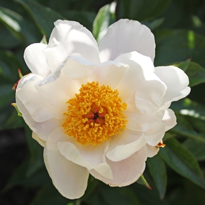 JAPANESE STEWARTIA