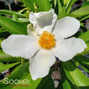 Franklinia x gordlinia grandiflora ''