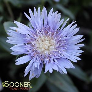 Stokesia laevis 'Blue Danube'