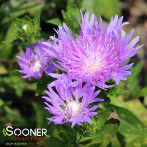 PEACHIE'S PICK STOKES ASTER