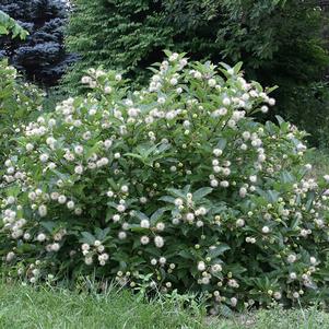 Cephalanthus occidentalis 'Kolmoon'