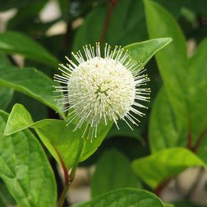 Cephalanthus occidentalis 'Bailoptics'