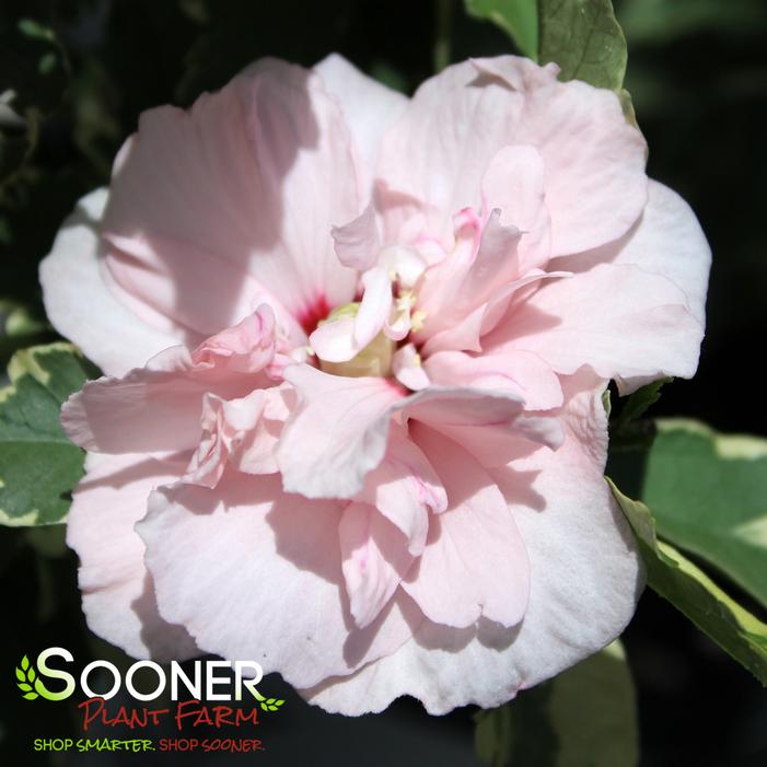 SUGAR TIP® ALTHEA