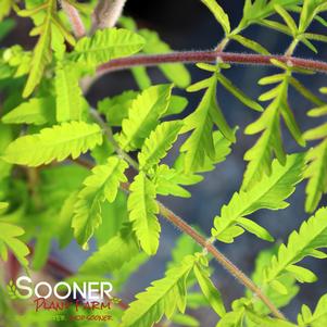 Rhus typhina 'Bailtiger'