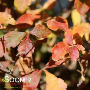 Rhus aromatica 'Fine Textured Compact Select A'