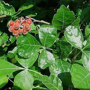 GRO-LOW FRAGRANT SUMAC