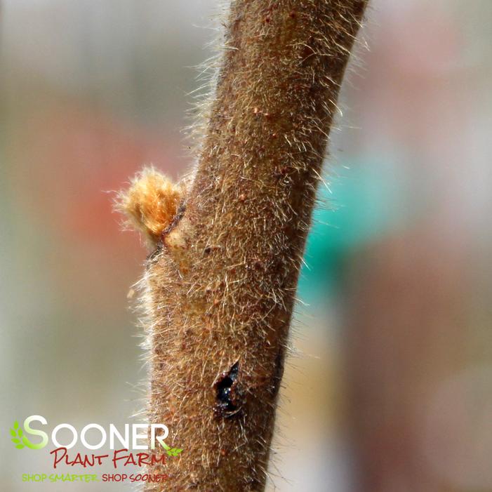 STAGHORN SUMAC