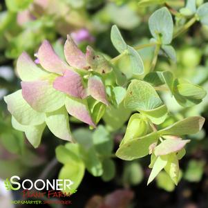 Origanum x 'Kent Beauty'