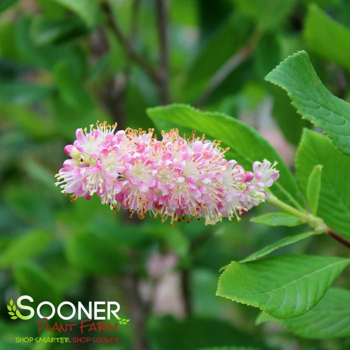 Image property of Sooner Plant Farm, Inc.