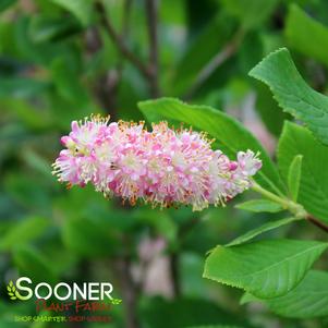 Clethra alnifolia 'Ruby Spice'