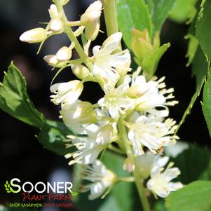 Clethra alnifolia 'Crystalina'