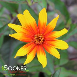 Heliopsis helianthoides var. scabra 'Burning Hearts'