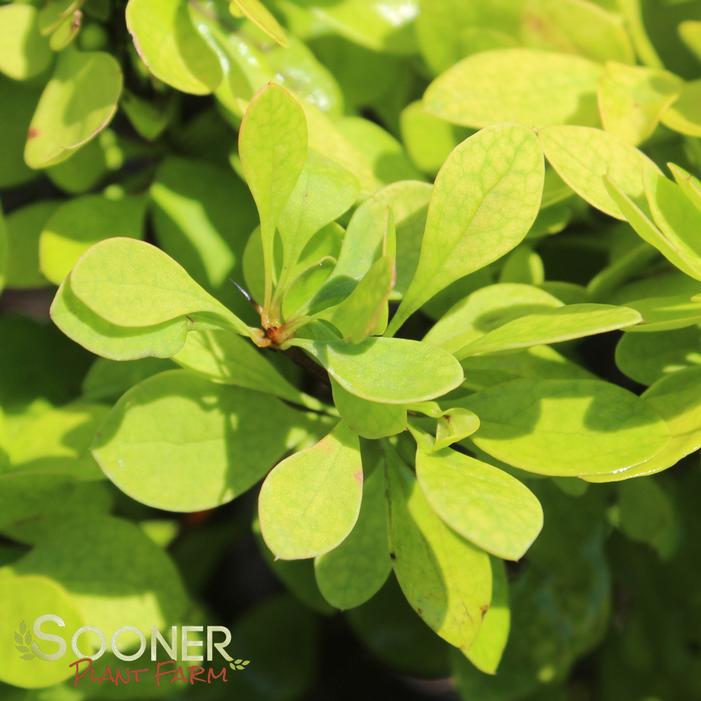 SUNJOY® CITRUS BARBERRY