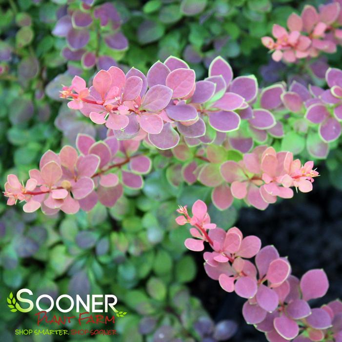 SUNJOY® TANGELO BARBERRY