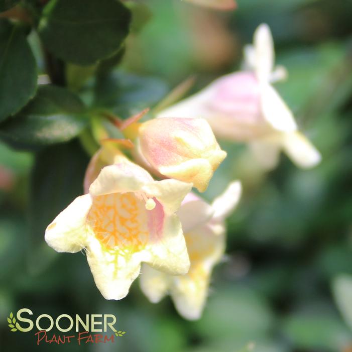 SUNNY ANNIVERSARY® ABELIA