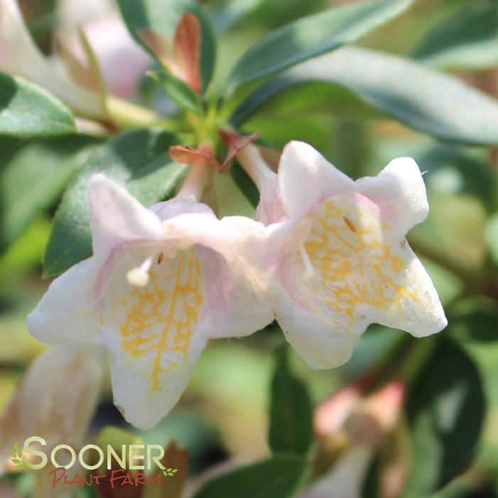 SUNNY ANNIVERSARY® ABELIA