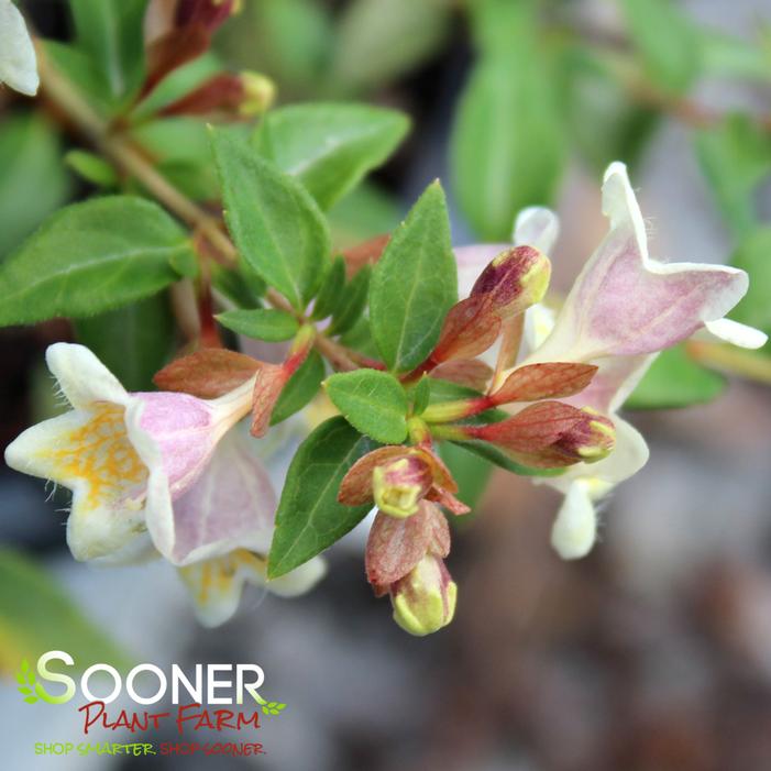 SUNNY ANNIVERSARY® ABELIA