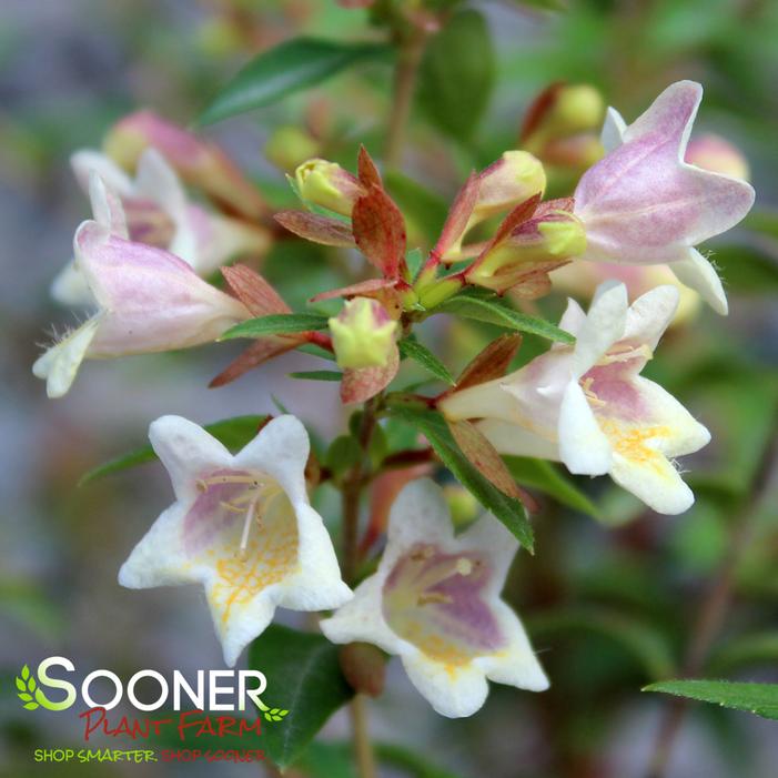 SUNNY ANNIVERSARY® ABELIA