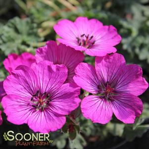 Geranium cinereum 'Carol'