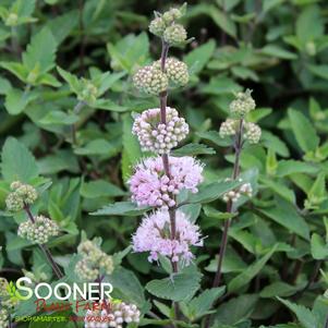 Caryopteris incana 'DCARBEYBAR'