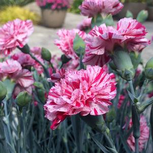 Dianthus x 'Wp15Mow08'