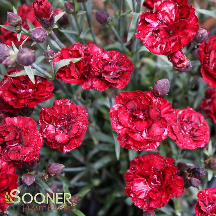 SUPERTROUPER™ BUTTERFLY DARK RED DIANTHUS