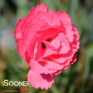 Dianthus x 'Classic Coral'