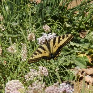 Asclepias fascicularis ''