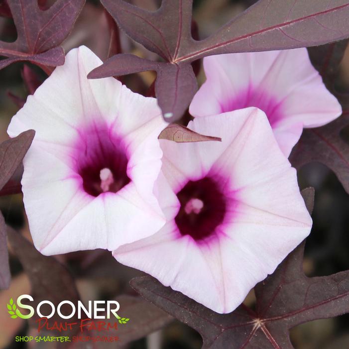 BLACKIE SWEET POTATO VINE